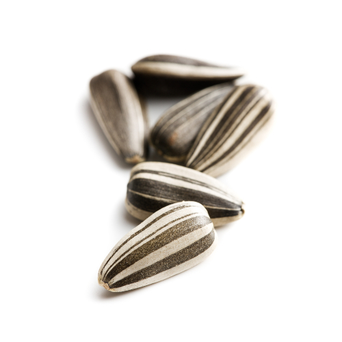 Sunflower_seed